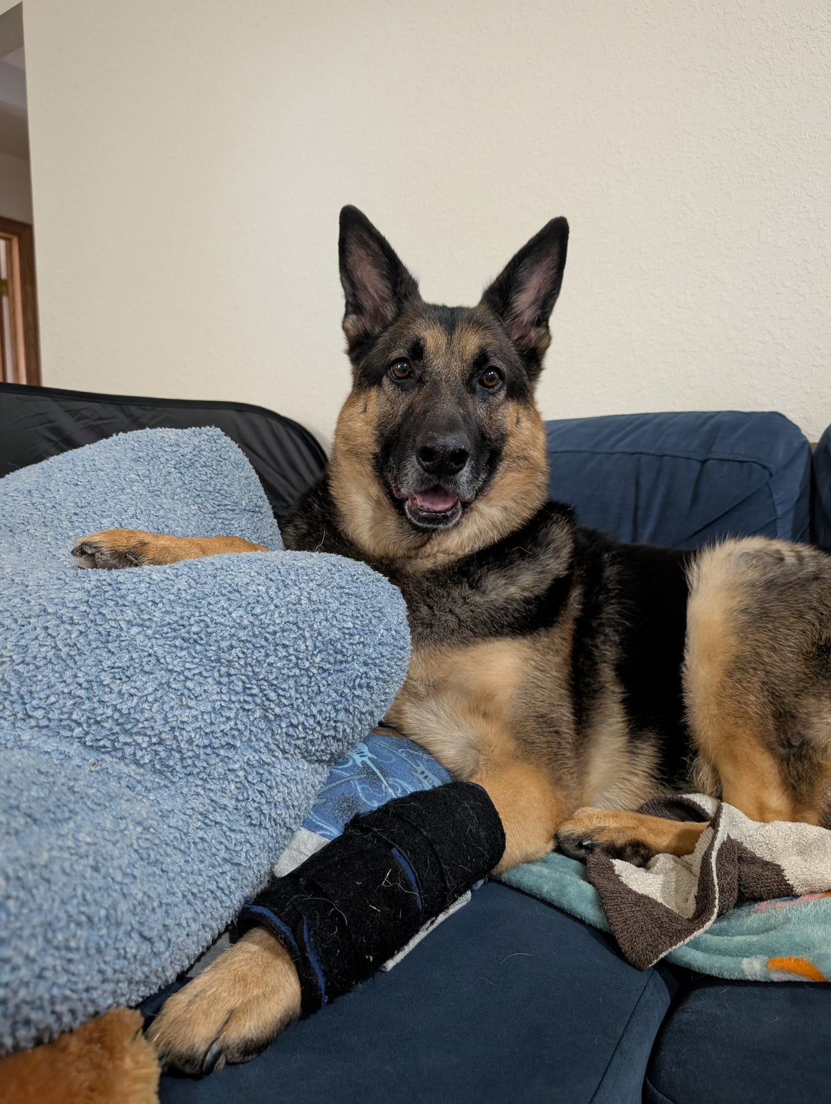 Dog wearing a dogleggs carpal support to keep dog from chewing their leg forming a lick granuloma