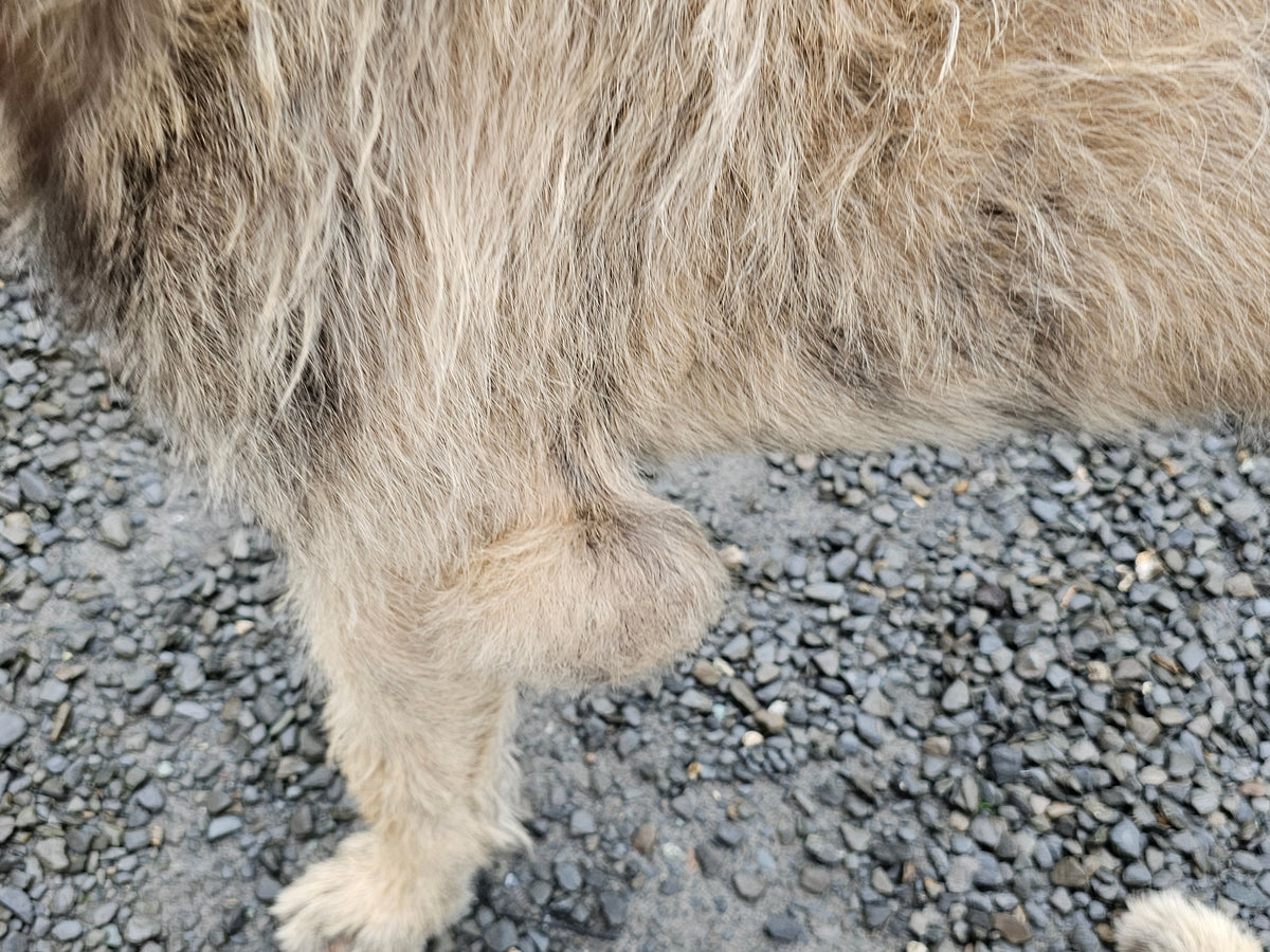 Close up of a dog's front leg showing it's elbow hygroma