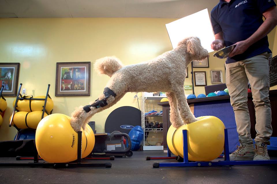 Dog in Custom Hero Knee Brace getting therapy.