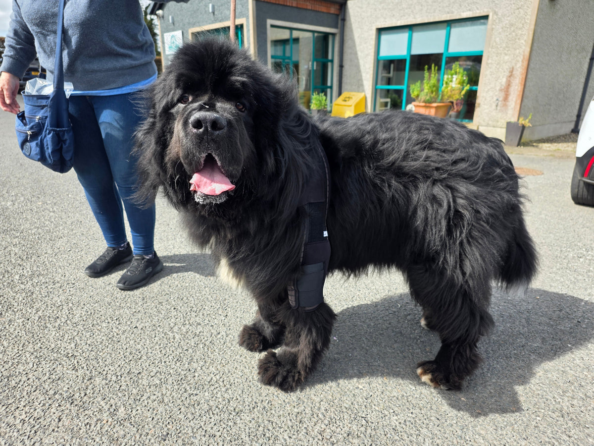 Dog wearhing s shoulder stabilization brace from DogLeggs