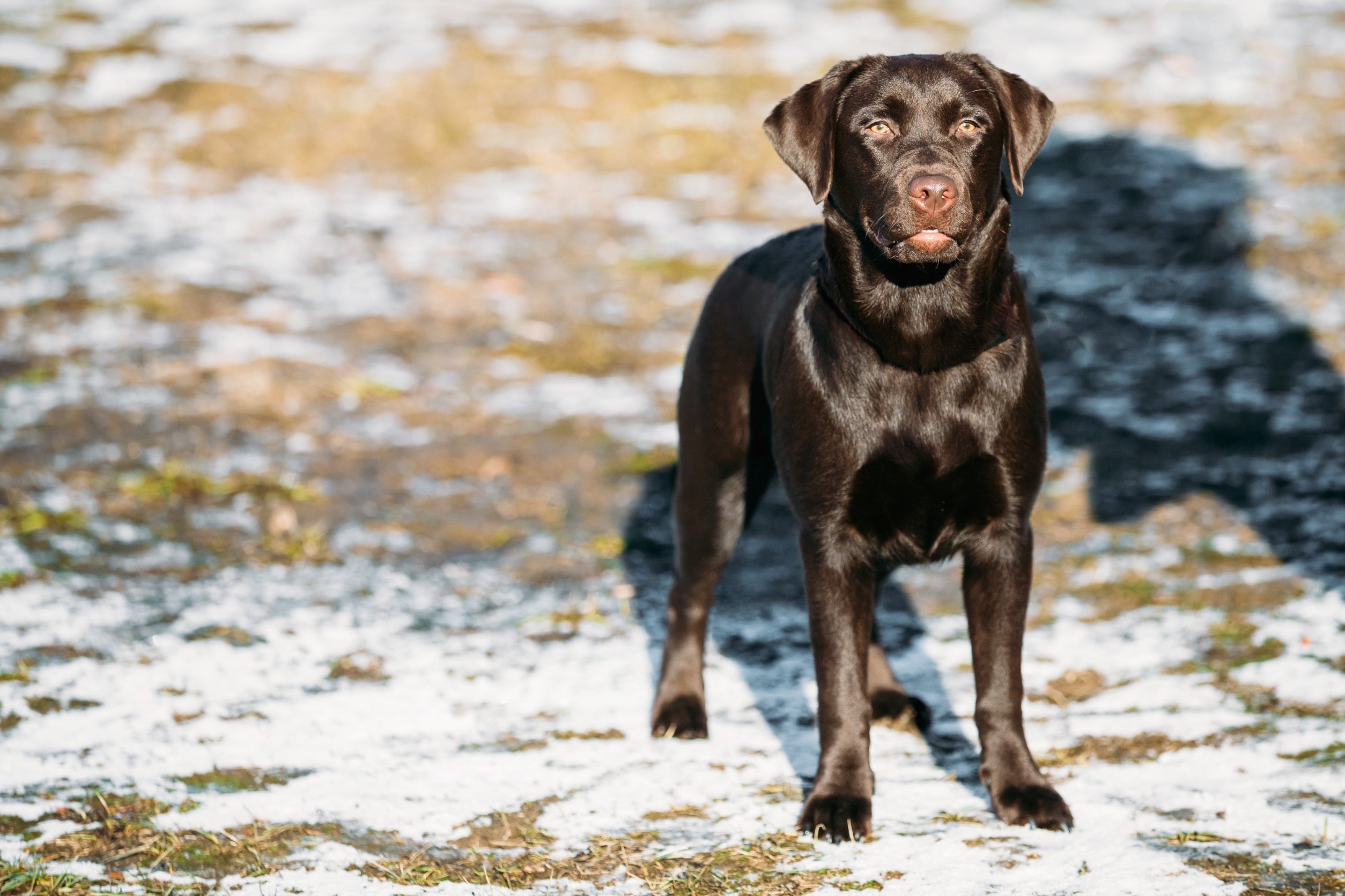 chocolate lab dog standing on a snowy field