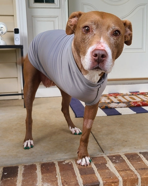 tripawd dog wearing a recovery suit to protect the amputation wound
