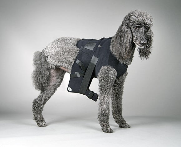dog wearing an ehmer sling by dogleggs