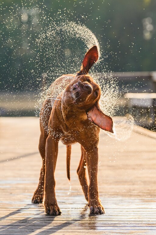 Dog shaking water out of ears