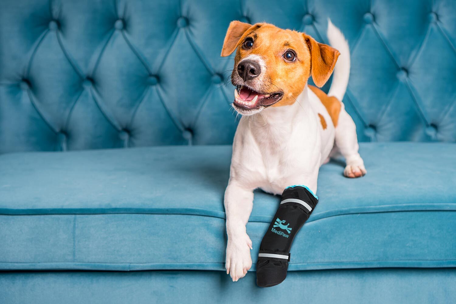 Jack Russel wearing a Medipaw boot