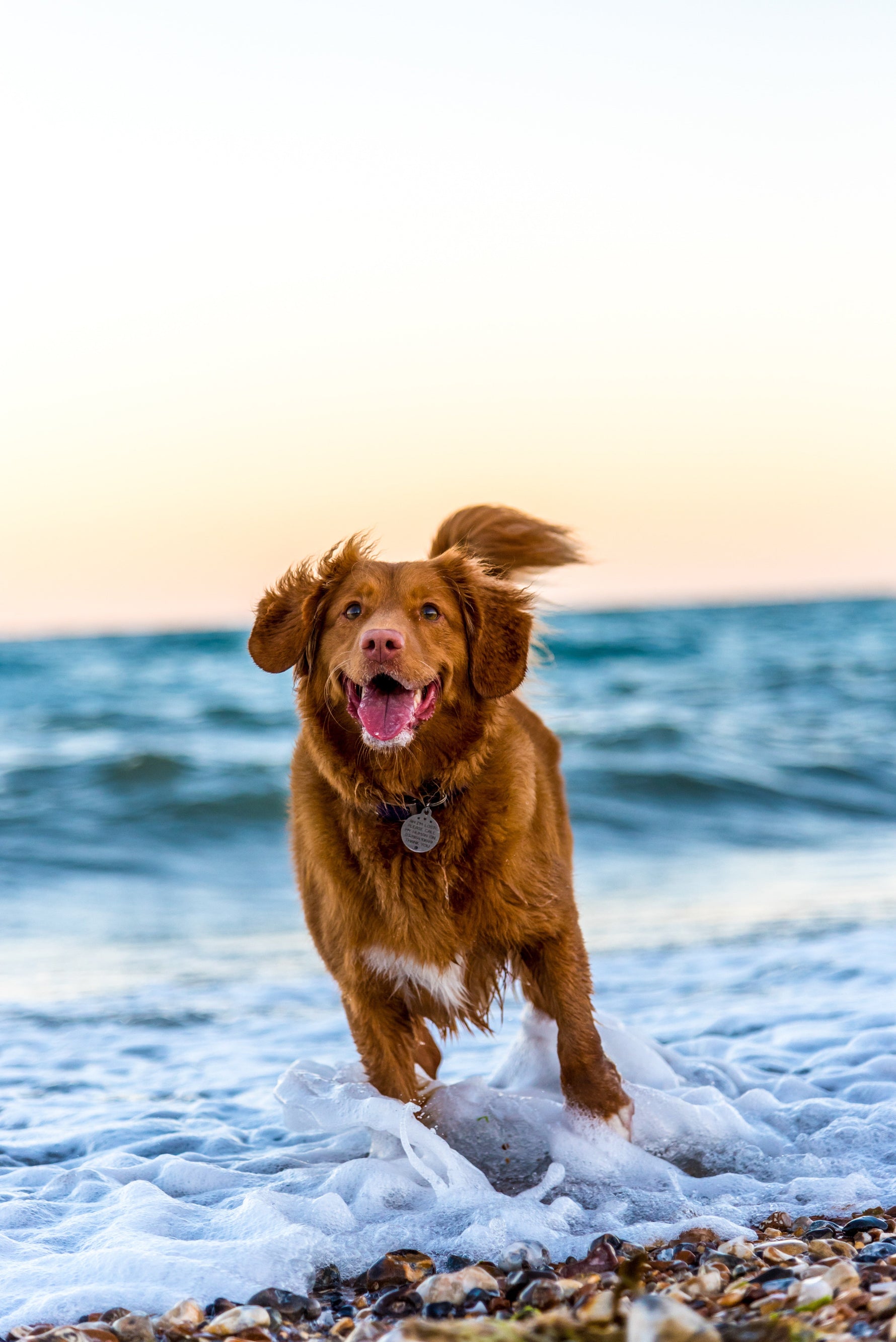 Dog Running in the surf