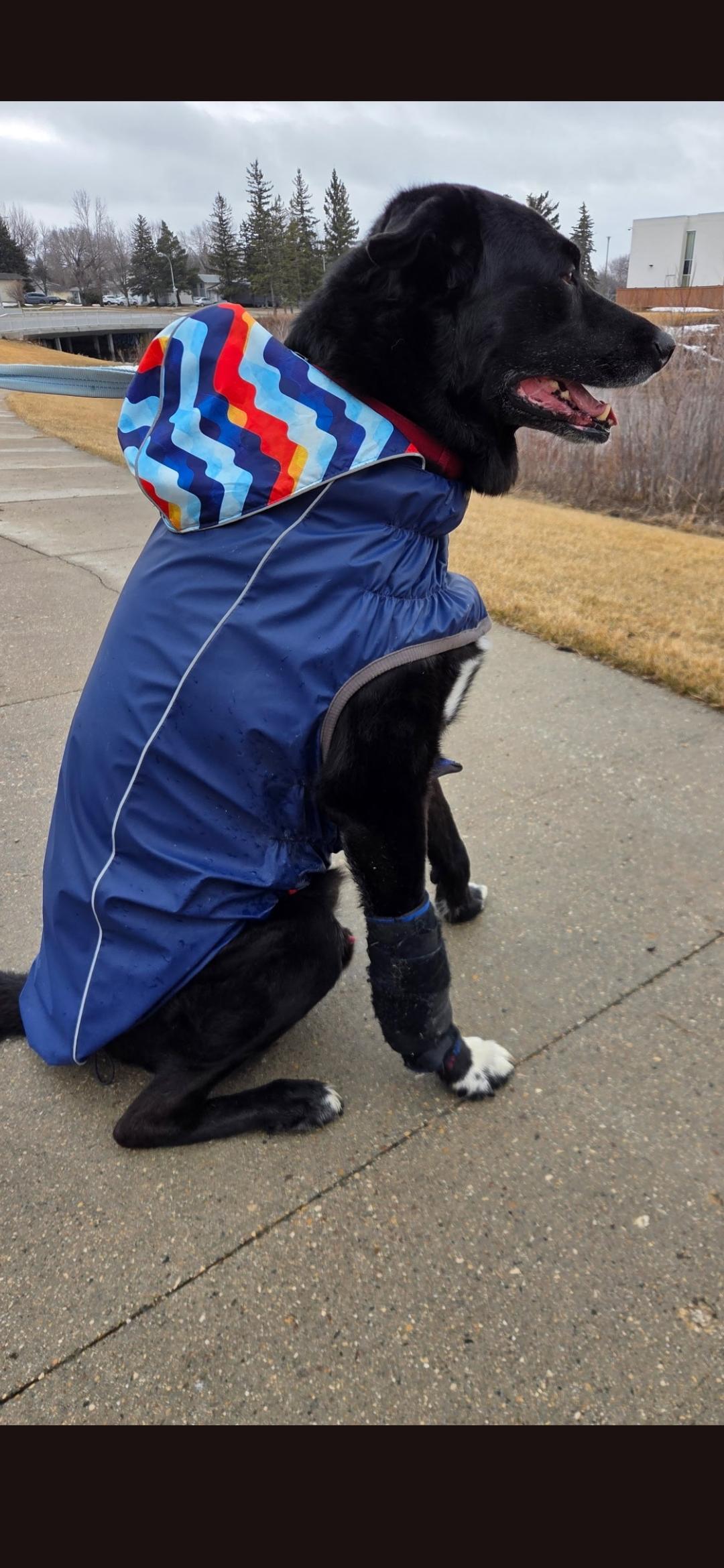 Dog wearing a blue raincoat with a colorful hood and a wrist brace on a sidewalk.