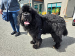 A large black fluffy dog standing outdoors on a paved surface, wearing a black DogLeggs shoulder support. A person in blue jeans and a gray top is partially visible on the left, with buildings in the background.