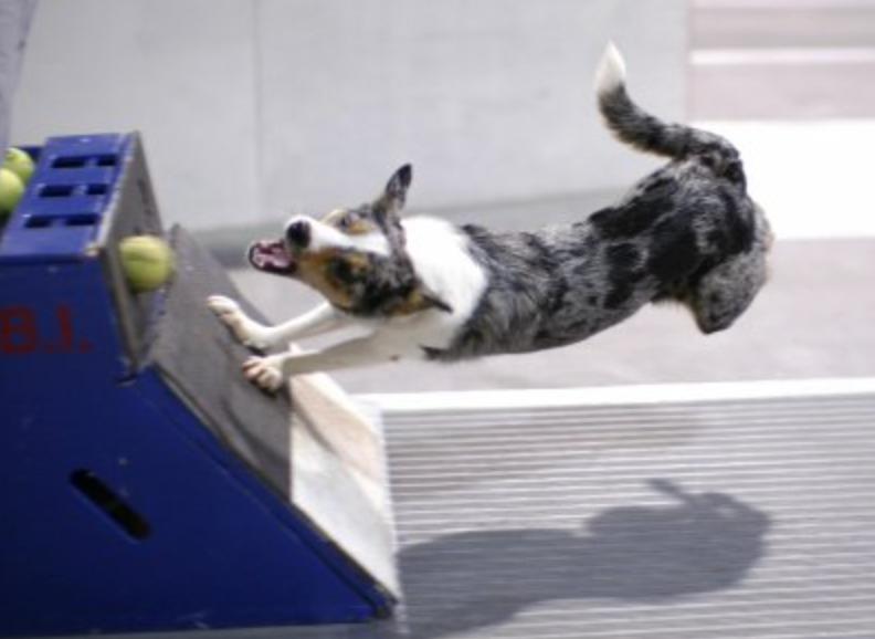 Dog playing flyball while being contorted as it's hitting the box and trying to make the turn back the other direction.
