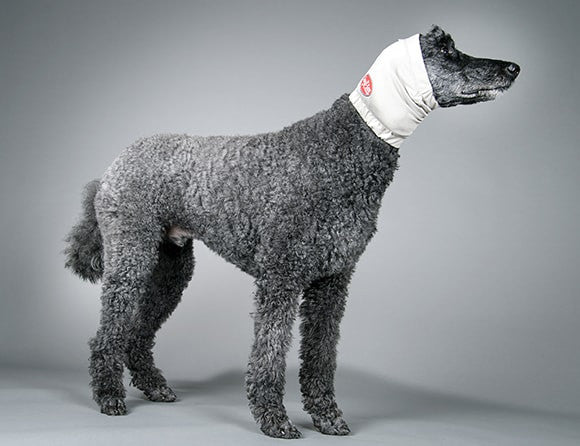 Dog with an aural compression bandage similar to a no-flap ear wrap on its head against a gray background