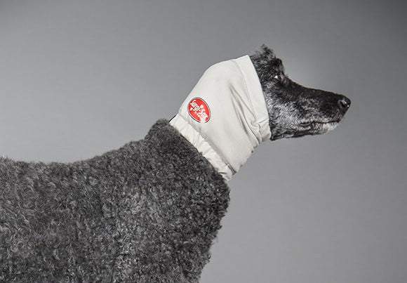 Dog wearing a fluffy gray coat with a gray happy wrap aural compression bandage for ear hematomas on a gray background