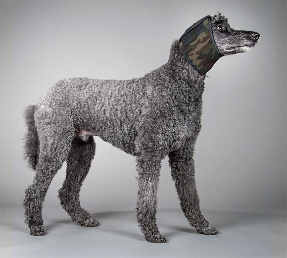 Dog wearing a camouflage swim snood on a gray background