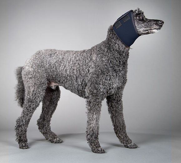 Dog wearing a navy sound snood to protect its ears on a gray background