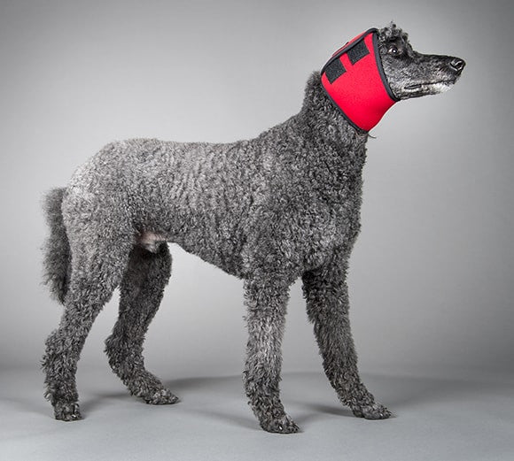 Dog wearing a red swim snood to protect its ears from water and fireworks sounds on a gray background