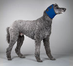 Dog wearing a blue sound snood for it's ears on a gray background