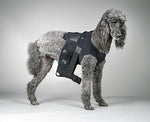 Dog wearing a black Ehmer sling for hip issues on a gray background