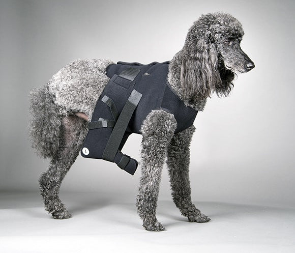 Dog wearing a black Ehmer sling brace against a gray background