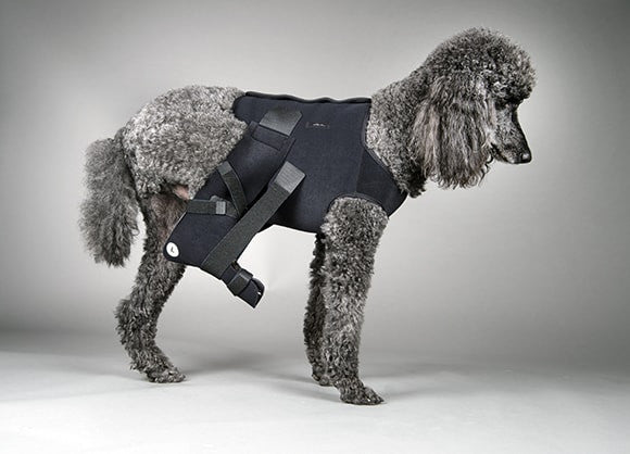 Dog wearing a black ehmer sling for hip dysplasia on a gray background