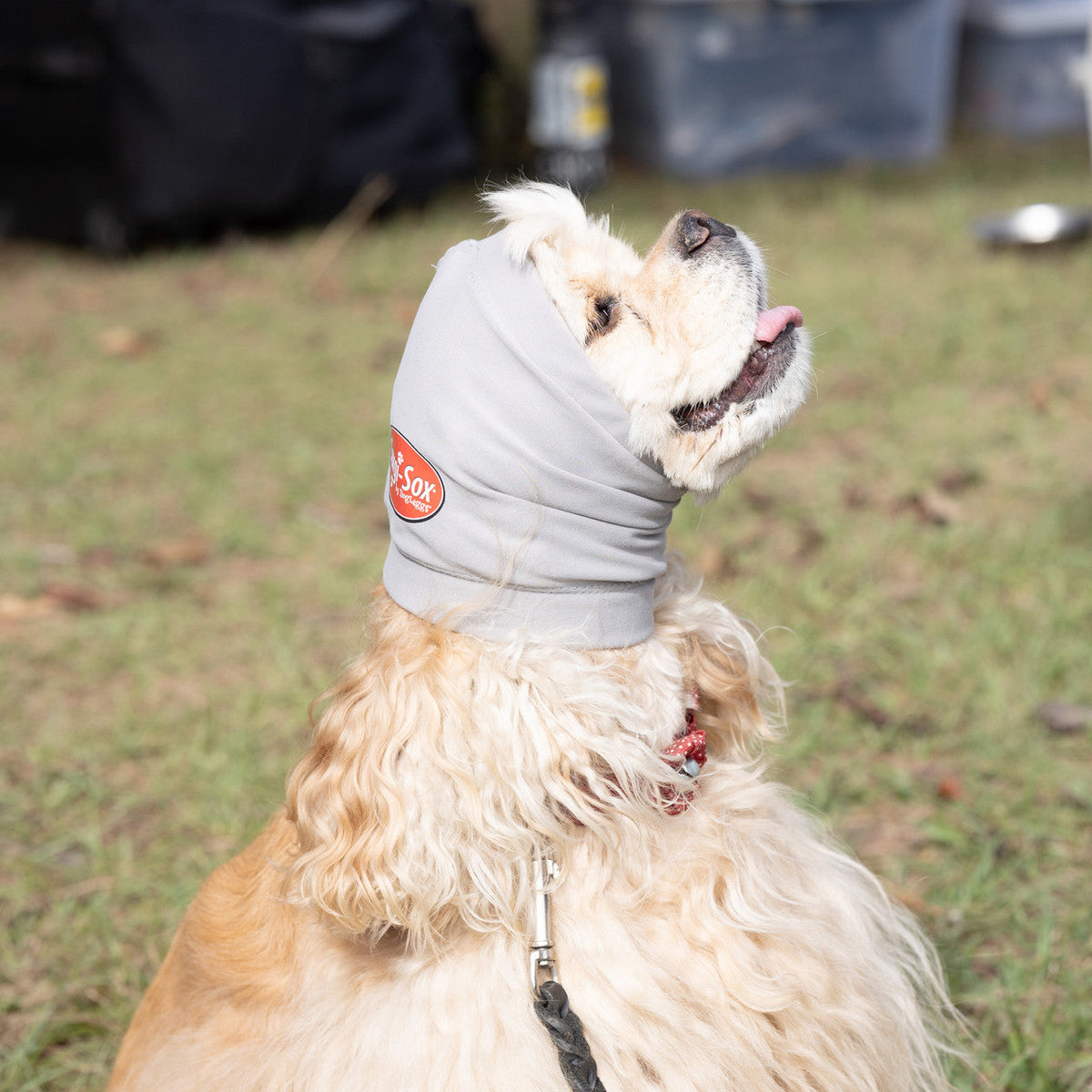 Dog wearing a gray aural compression bandage to protect it's ears from hematomas outdoors on grass