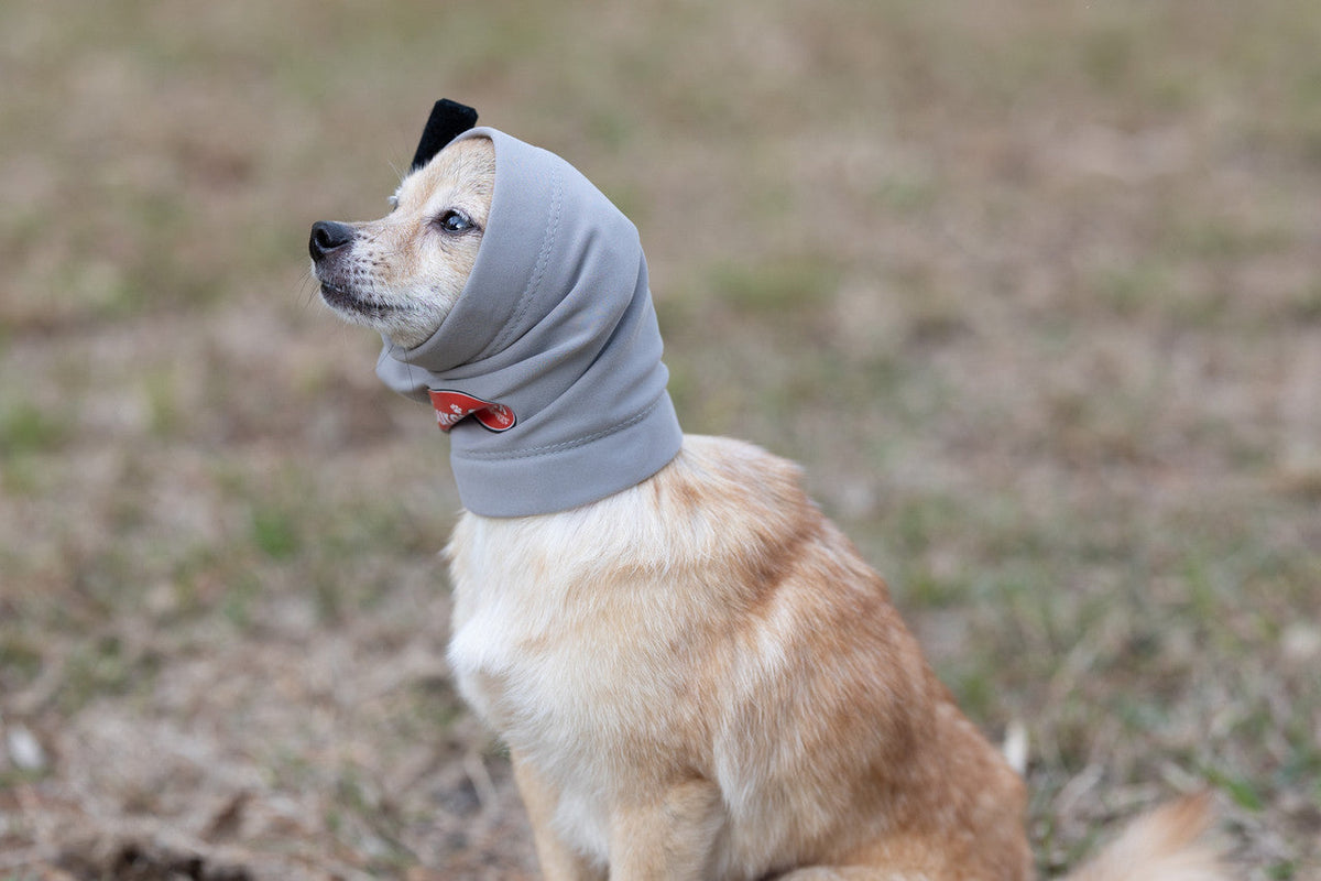 Dog wearing a gray aural compression bandage for ear hematomas in an outdoor setting