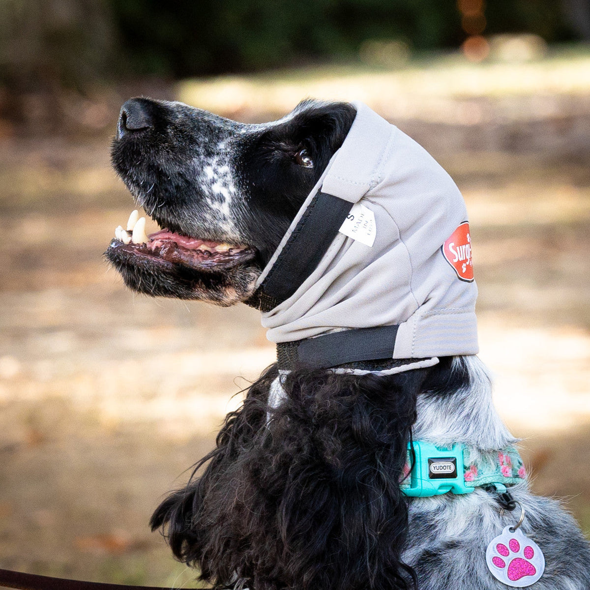 Dog wearing a gray happy wrap aural compression bandage with a brand logo, standing outdoors.