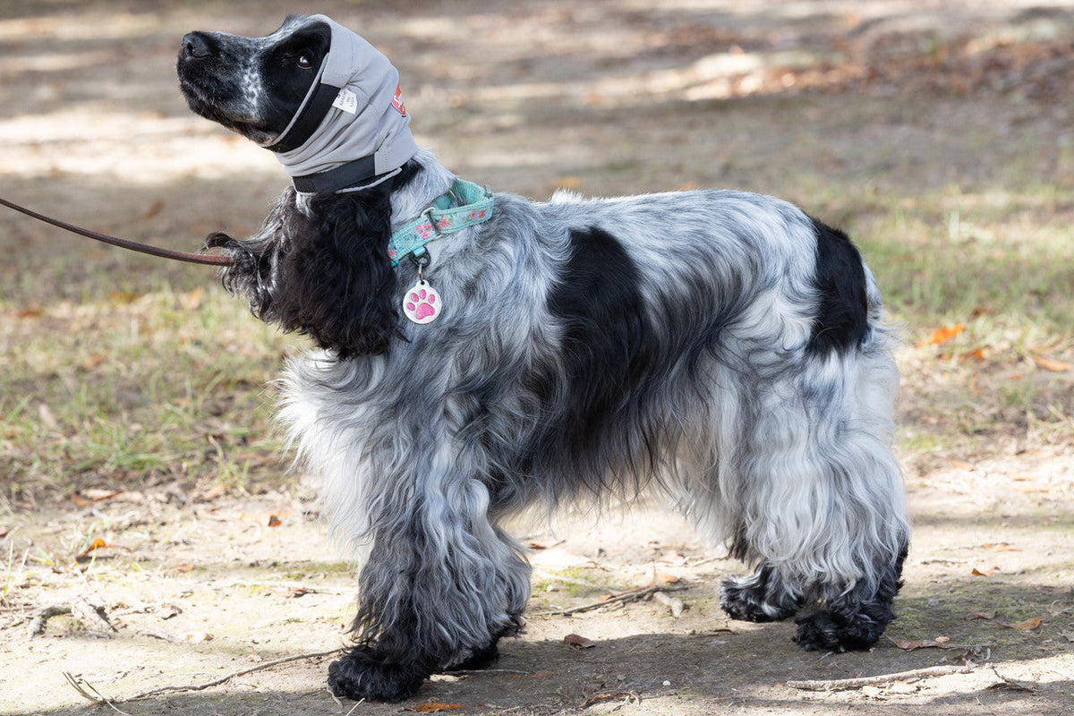 Dog wearing a gray aural compression bandage similar to a no-flap ear wrap in an outdoor setting