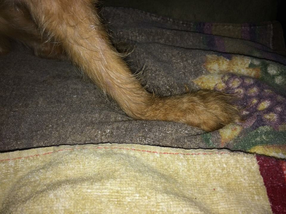 Close-up of a dog's paw that is hyperextended on a textured fabric surface