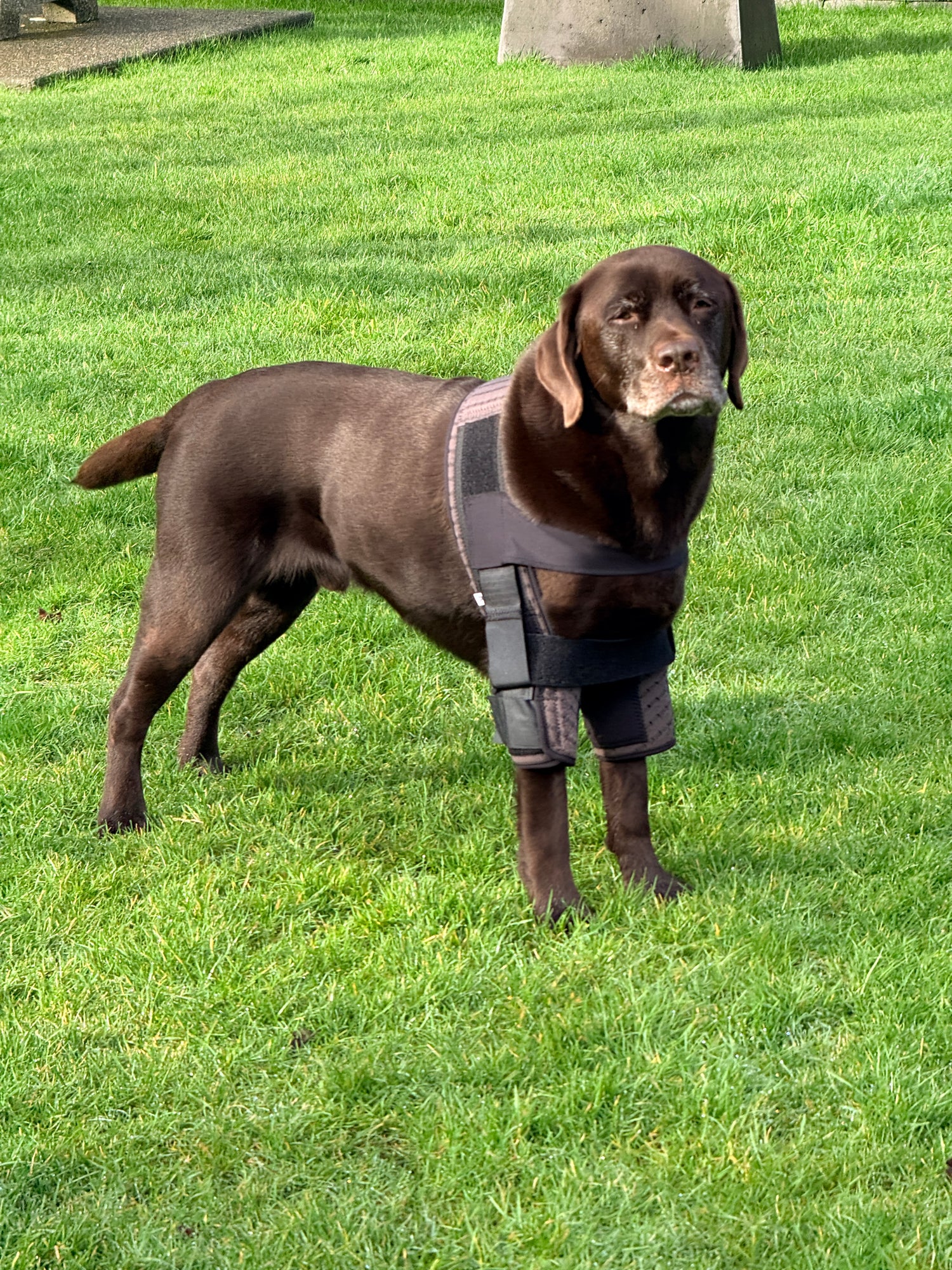 Dog wearing a shoulder stabilization system on a grassy field
