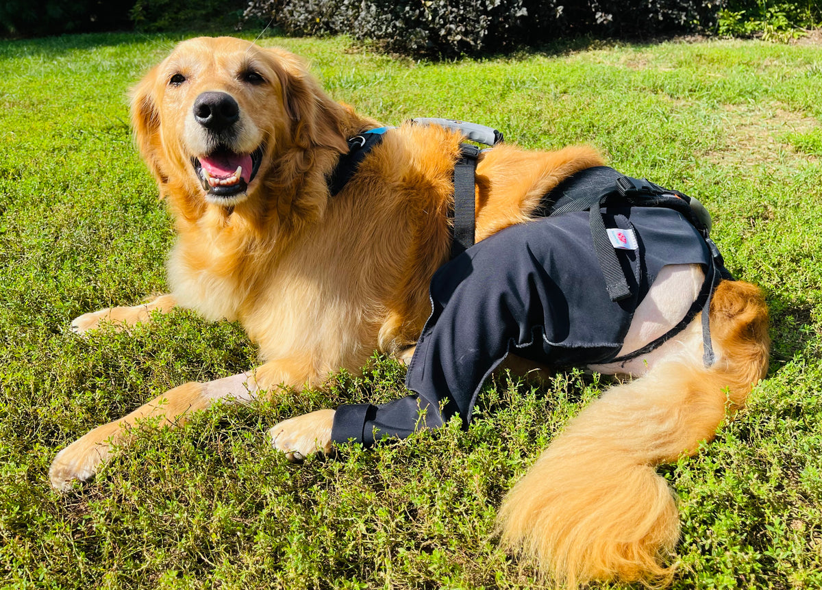 A golden retriever lying on grass outdoors, wearing a black Scandi Wrap cover to protect the TPLO incision from getting infected.