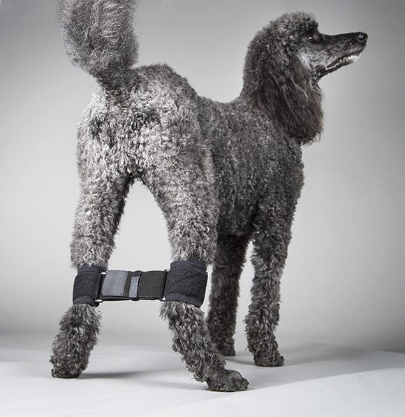Gray poodle wearing a black rear leg hobble against a gray background