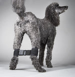 Gray poodle wearing a black rear leg hobble against a gray background