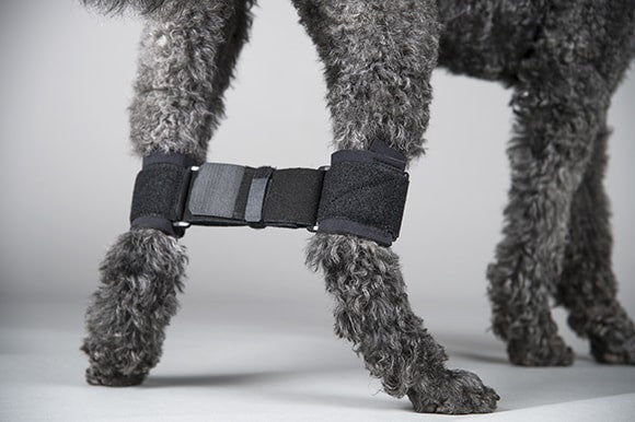 Dog wearing a black rear leg hobbles on its legs against a gray background
