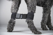 Dog wearing a black rear leg hobbles on its legs against a gray background