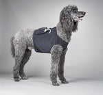 Dog wearing a black remote monitoring protection vest on a gray background