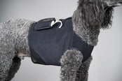 Dog wearing a black vest with diabetic monitor velcroed on a gray background