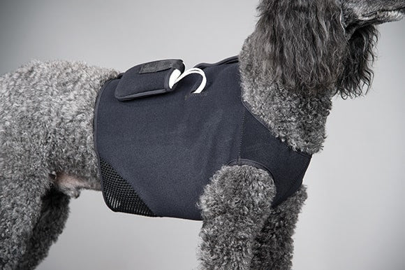 Dog wearing a black vest with diabetic monitor velcroed on a gray background