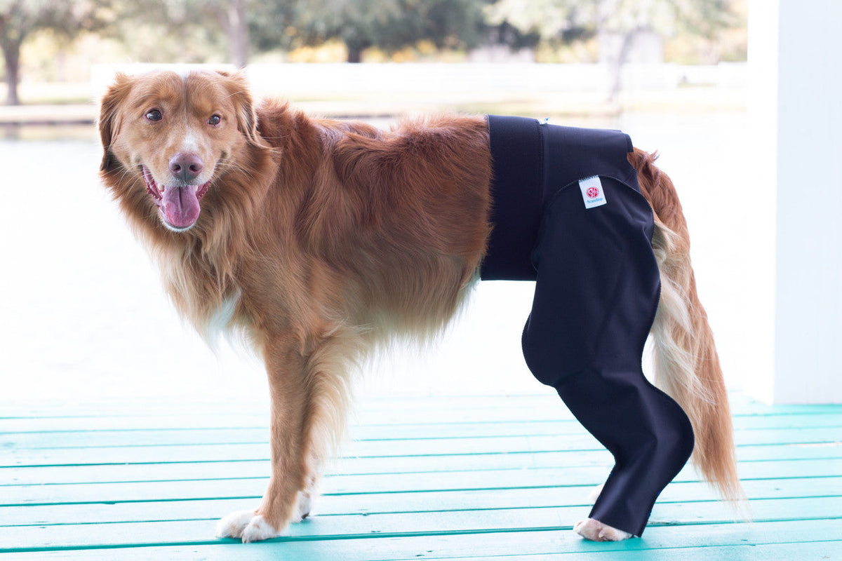 Dog wearing a black protective garment for TPLO Surgeries on a wooden deck with a blurred outdoor background