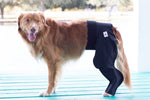 Dog wearing a black protective garment for TPLO Surgeries on a wooden deck with a blurred outdoor background