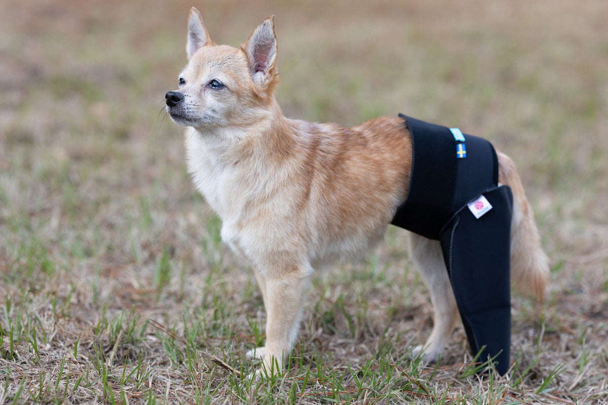 Dog wearing a black protective garment for its knee on a grassy field