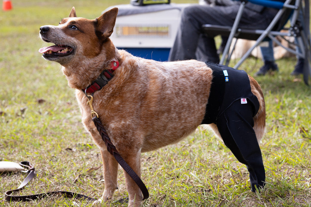 Dog wearing a black hind limb Scandi Wrap on a grassy field with people and equipment in the background