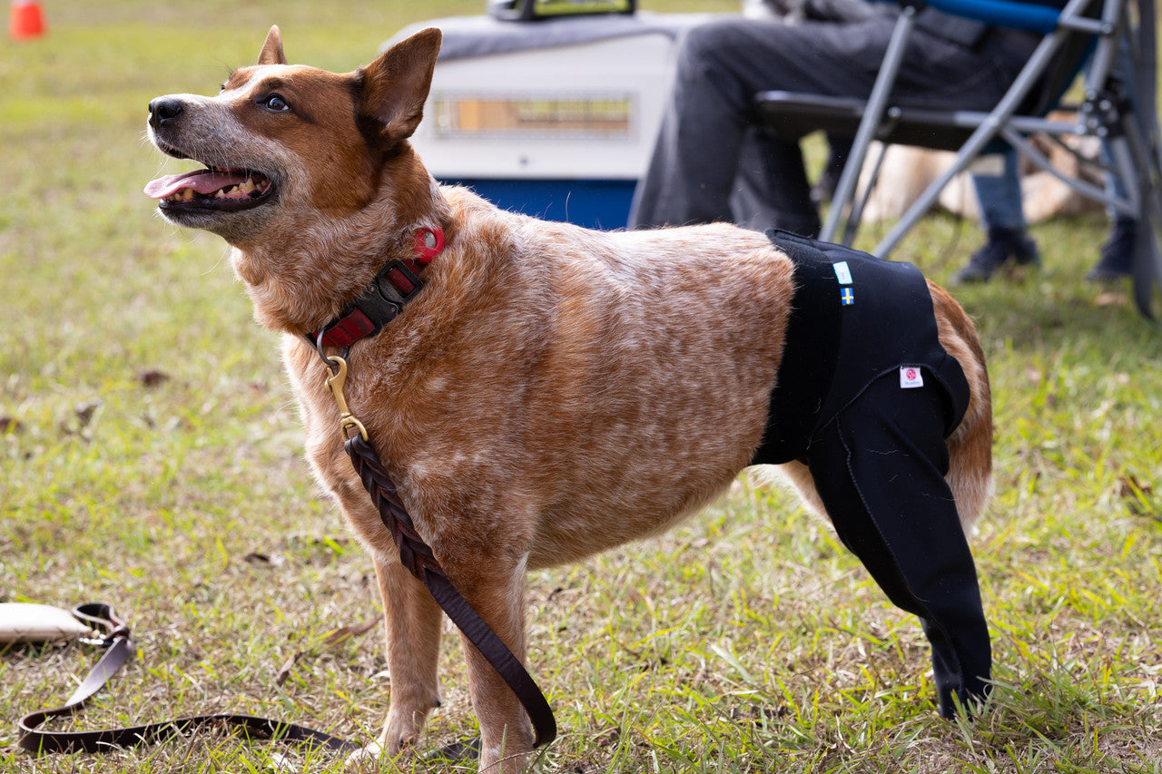 Dog wearing a black hind limb Scandi Wrap on a grassy field with people and equipment in the background