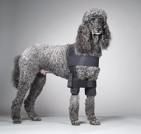 Poodle wearing a protective shoulder stabilization system on a gray background