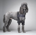 Poodle wearing a protective shoulder stabilization system on a gray background