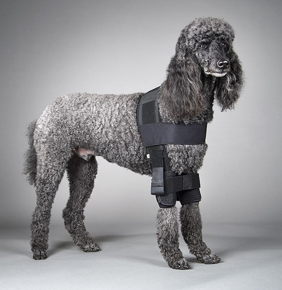Dog wearing a protective black shoulder stabilization support for shoulder instability on a plain background