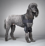 Dog wearing a protective black shoulder stabilization support for shoulder instability on a plain background