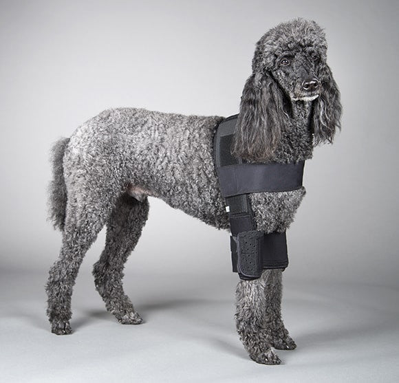 Dog wearing a black canine protective elbow brace on a gray background