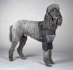 Dog wearing a black canine protective elbow brace on a gray background