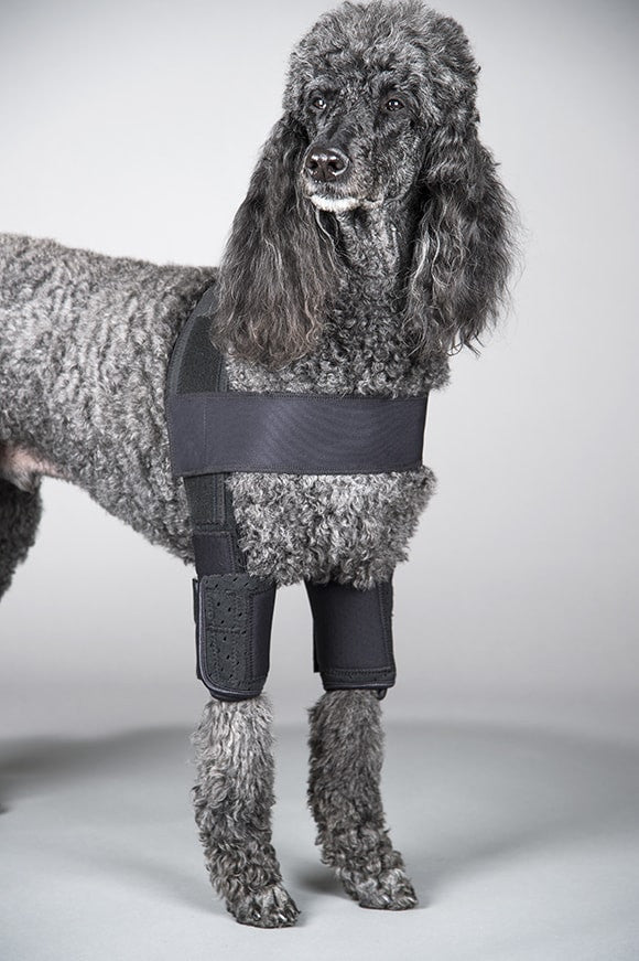 Dog wearing a black canine protective elbow sleeve on a gray background