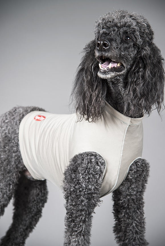 Poodle wearing a white turtleneck medical pet shirt on a gray background
