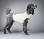 Dog wearing a gray surgi-sox shirt on a gray background
